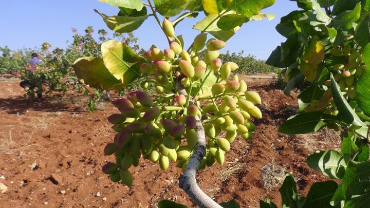 مصرف کود فروت ست برای پسته