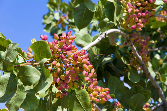 نحوه مصرف فروت ست برای پسته
