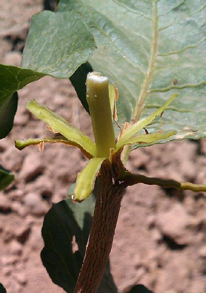 آماده سازی پایه پیوند لوله ای پسته