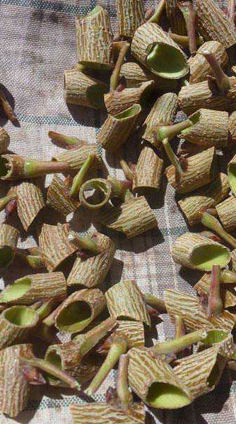 آماده سازی پیوندک