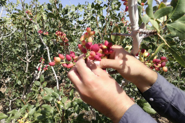فصل برداشت پسته در مناطق مختلف ایران