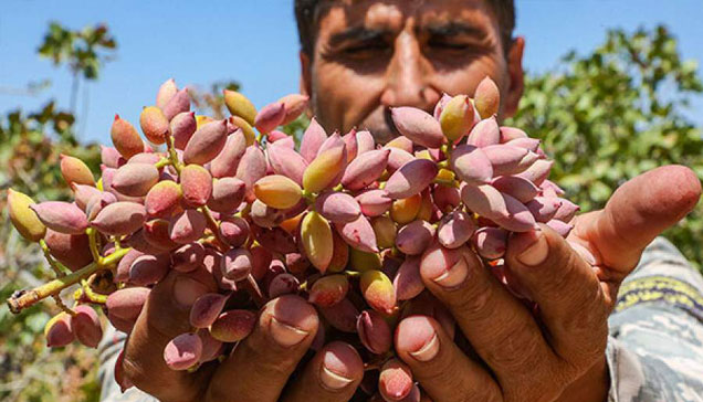 عملیات چیدن محصول در فصل برداشت پسته
