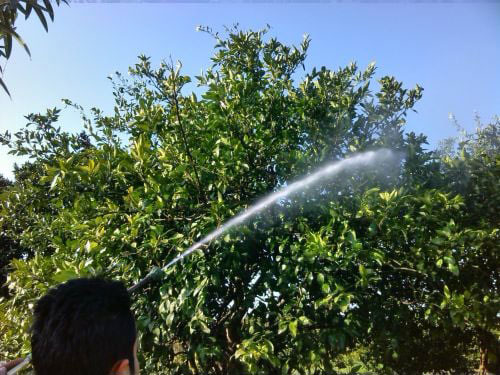 معایب روغن ولک برای پسته