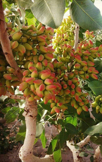 نقش زمان در باردهی پسته بعد از پیوند