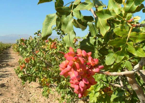 باردهی پسته بعد از پیوند چطور است؟