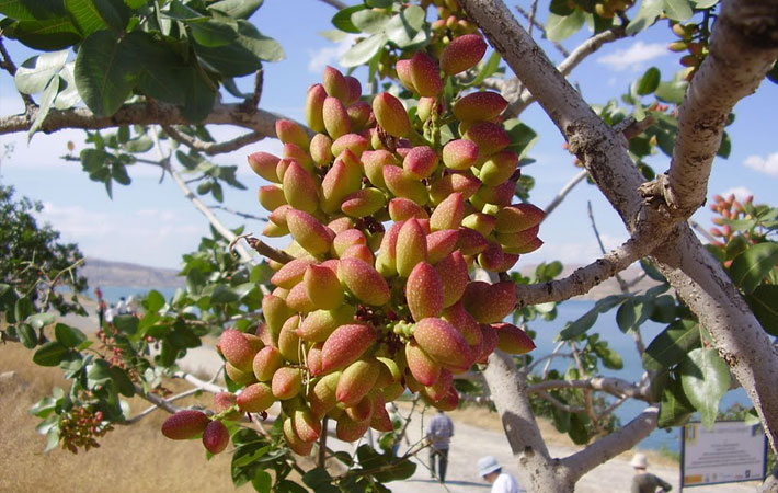شرایط مختلف برای بازدهی پسته