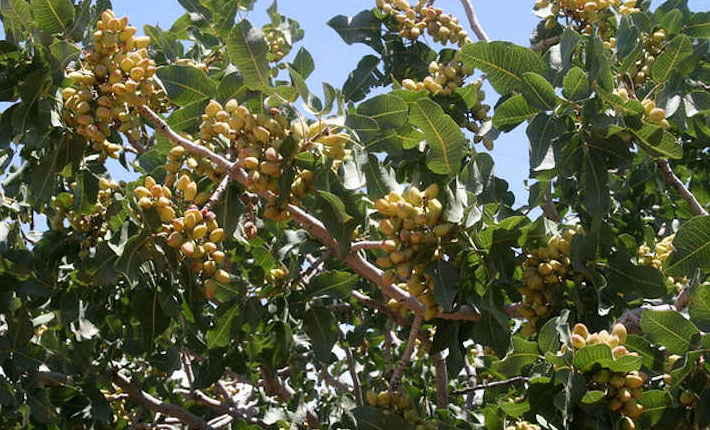 مزایای استفاده از رقم بادامی زرندی
