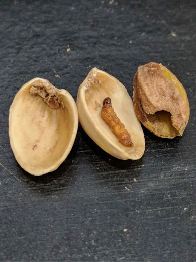 کرم پسته چیست